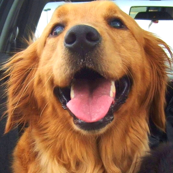 Meet your Posher, Nelson j. - Picture 2 of 4